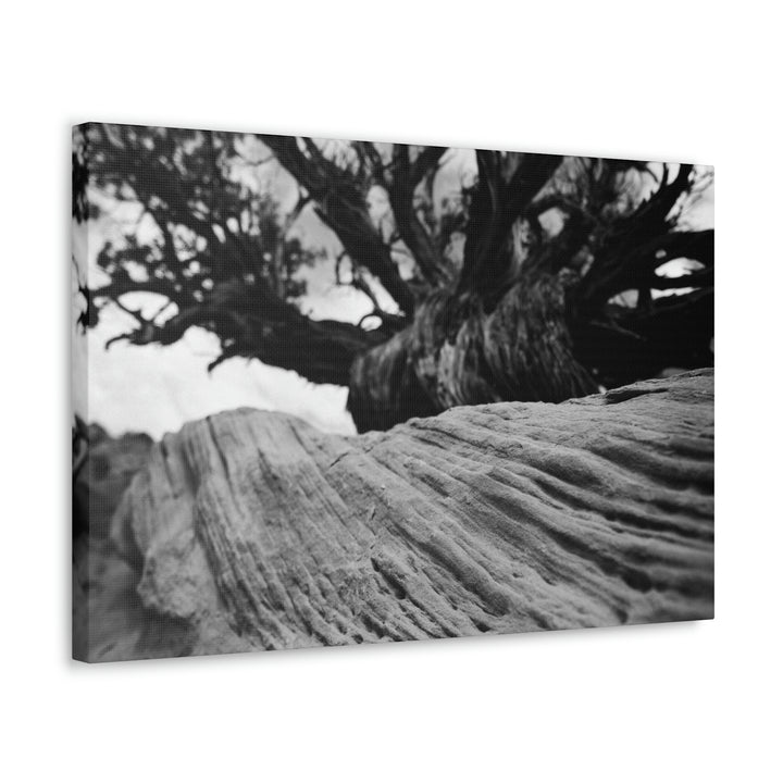 Desert Reach in Black and White - Canvas