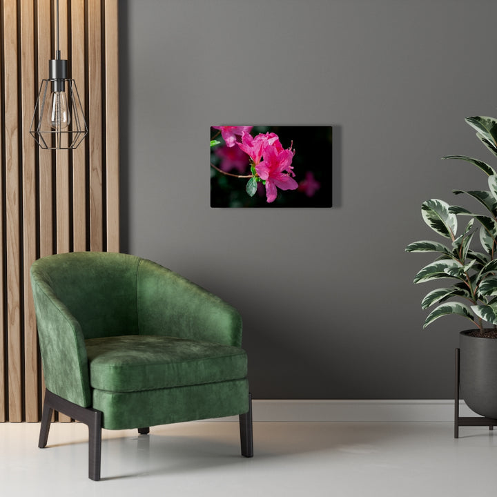 Standout Azalea - Canvas