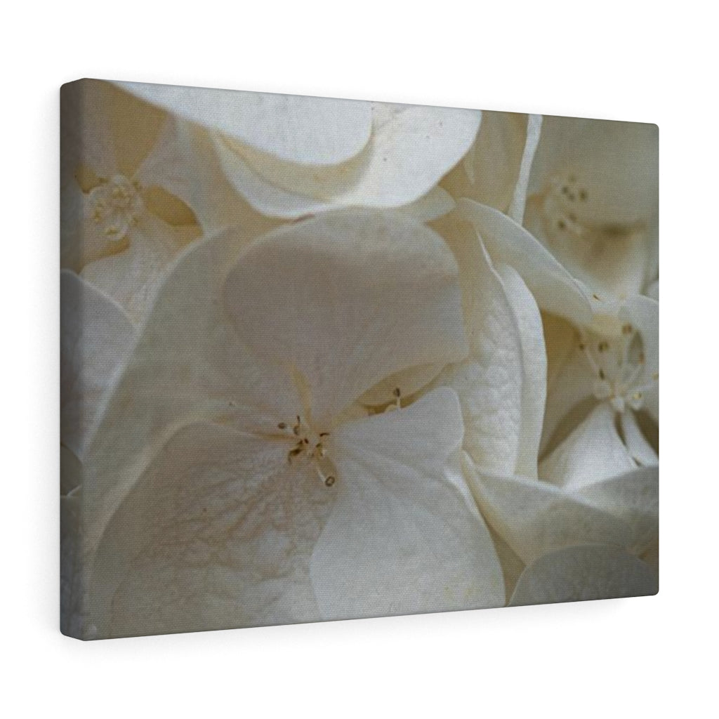 White Hydrangea Detail - Canvas