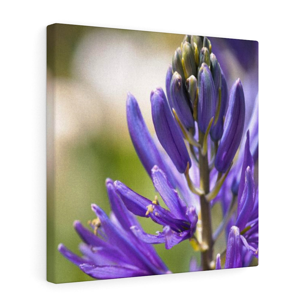 Camas in Bloom - Canvas