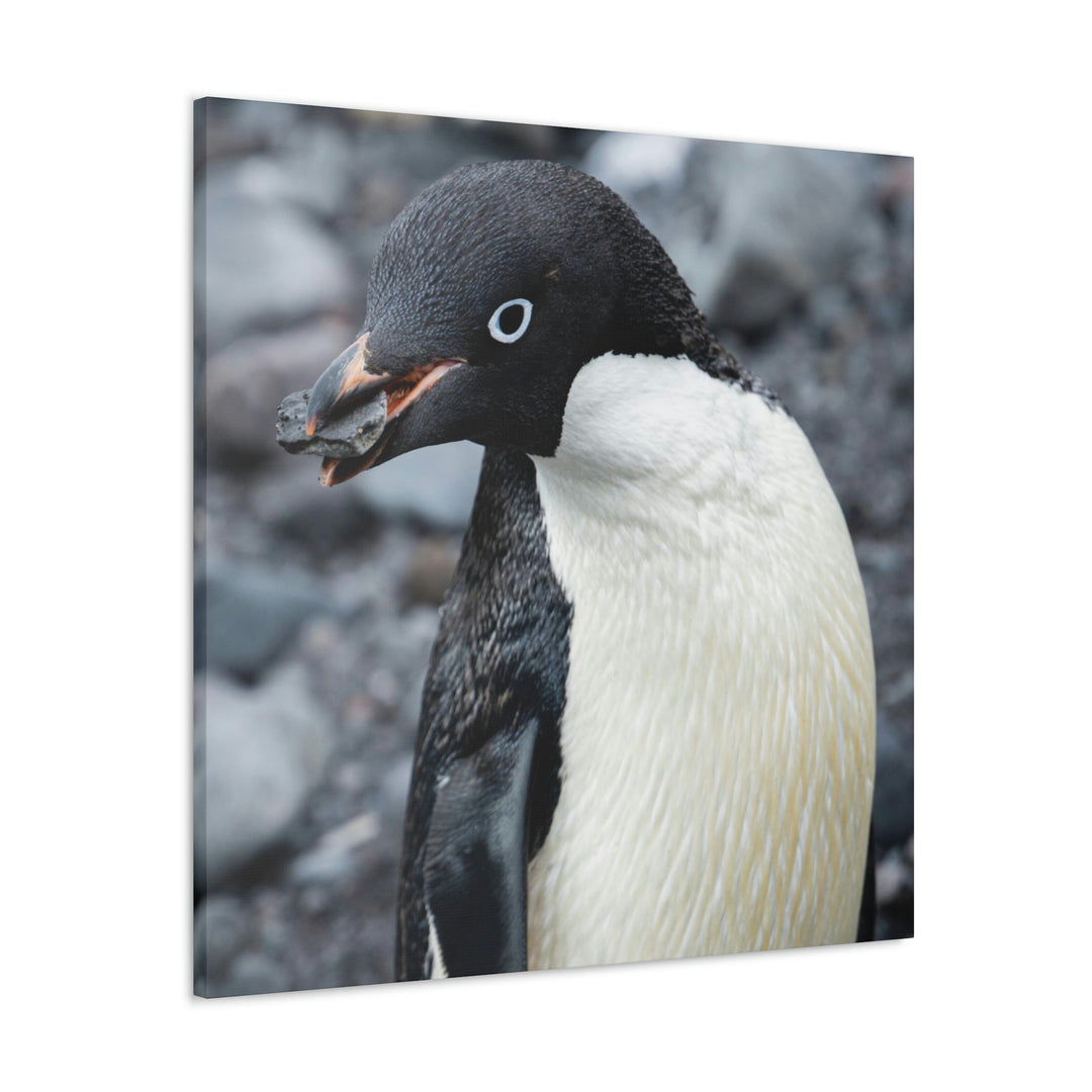 A Penguin's Pebble - Canvas