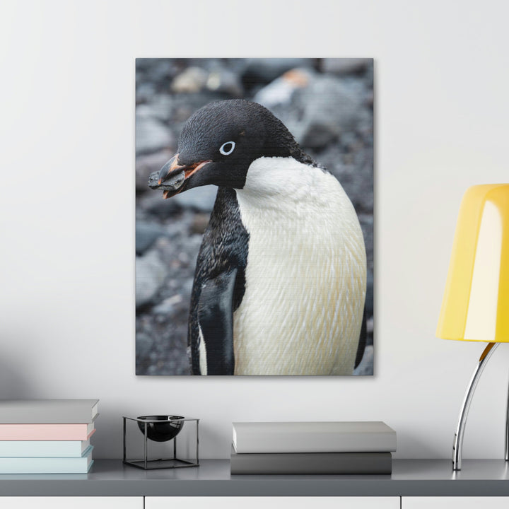 A Penguin's Pebble - Canvas