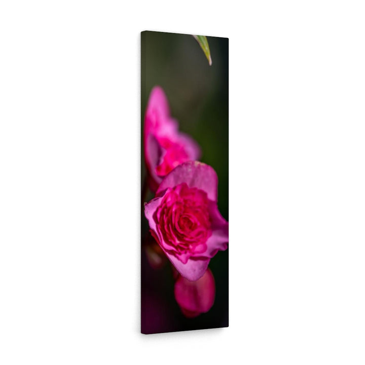 Hybrid Tea Lily - Canvas