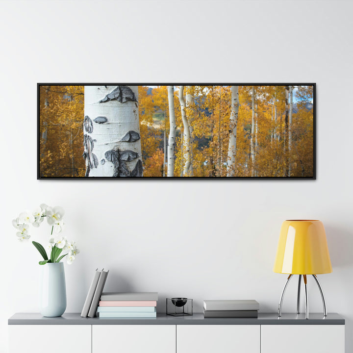 Aspens Changing - Canvas with Frame