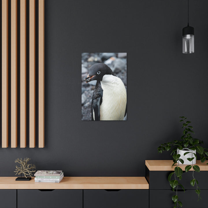 A Penguin's Pebble - Canvas