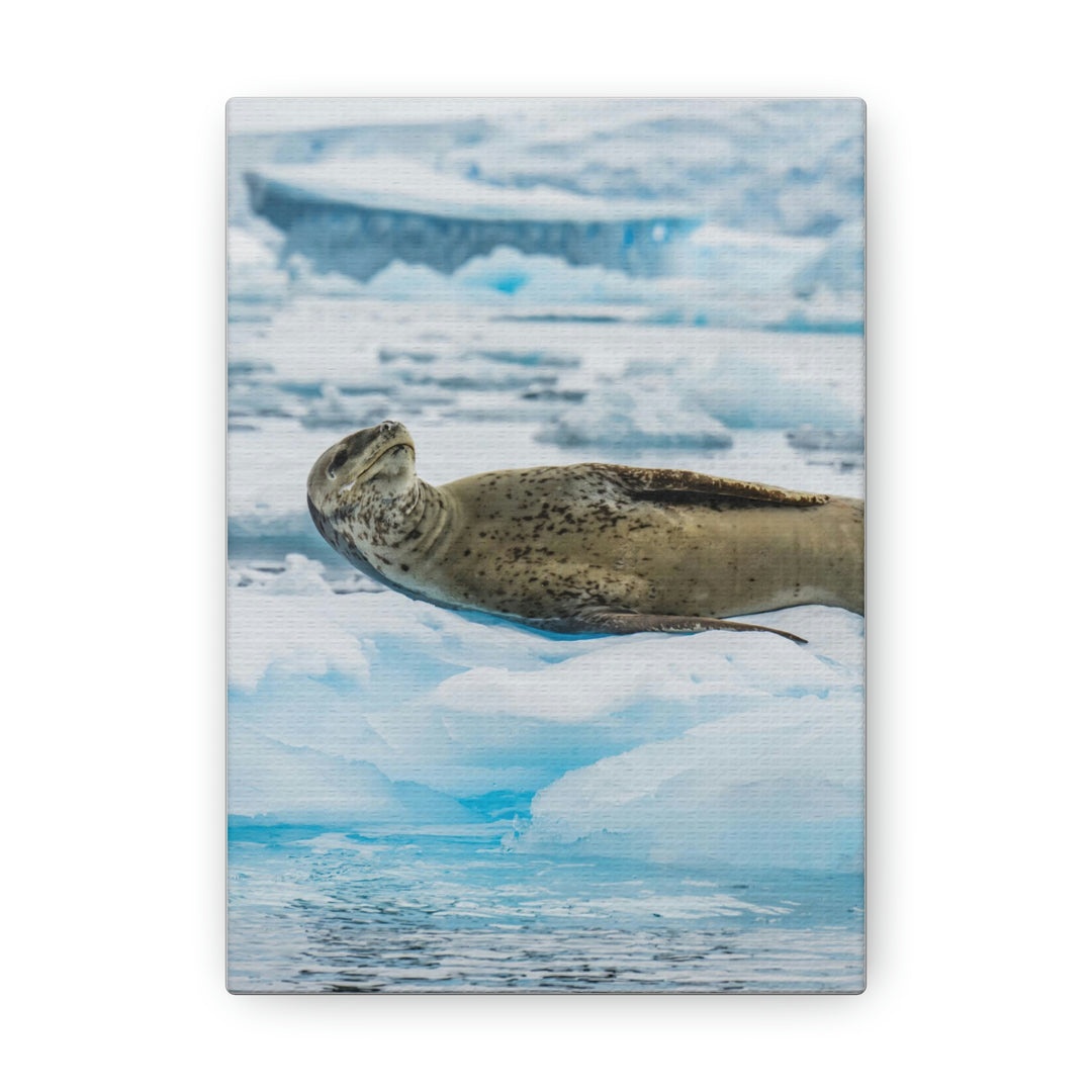 Leopard Seal Relaxing - Canvas