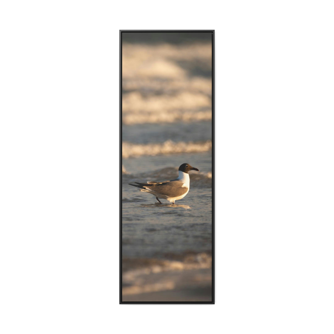 Laughing Gull in the Surf - Canvas with Frame