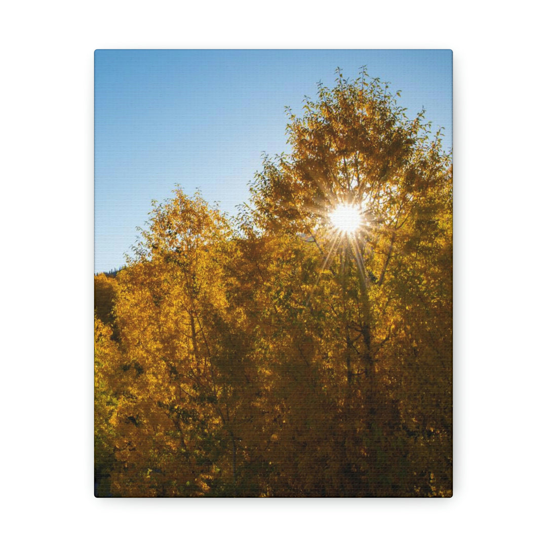 Sun Through the Aspens - Canvas