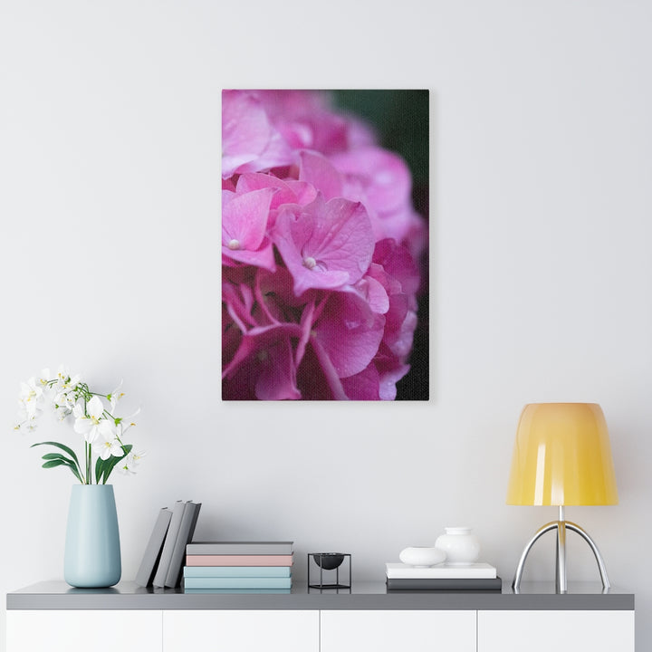 Pink Hydrangea Detail - Canvas