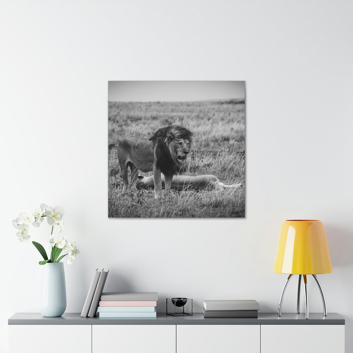 Mating Lions in Black and White - Canvas