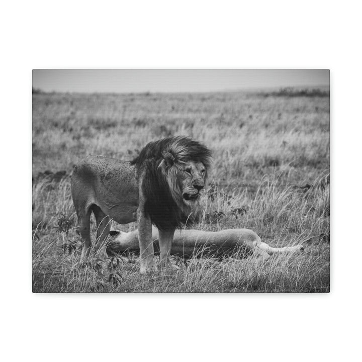 Mating Lions in Black and White - Canvas