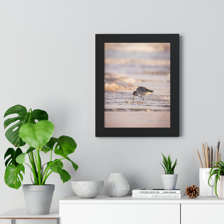 Willet Itch - Framed Print