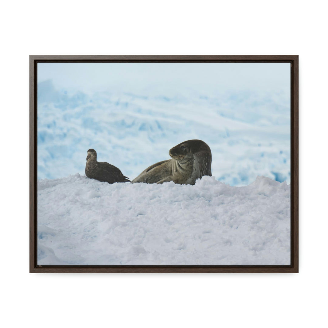 A Resting Pair - Canvas with Frame