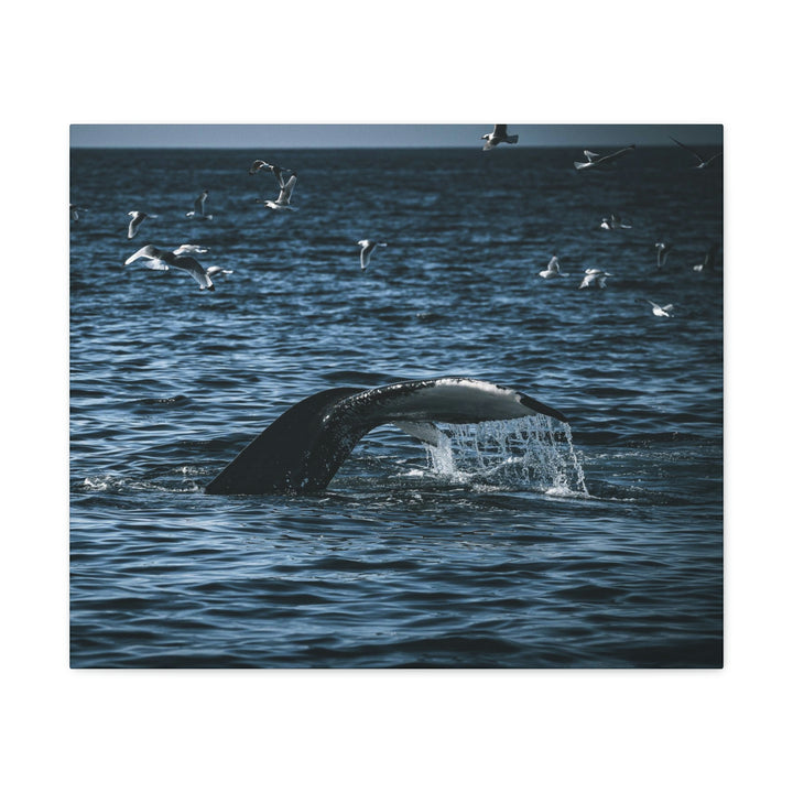 Feeding Tail - Canvas