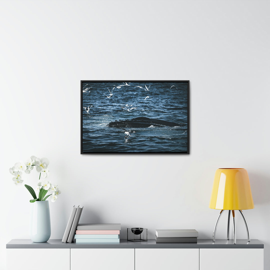 Humpback Hello - Canvas with Frame