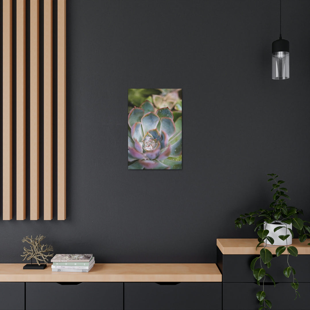 Stunning Succulent - Canvas