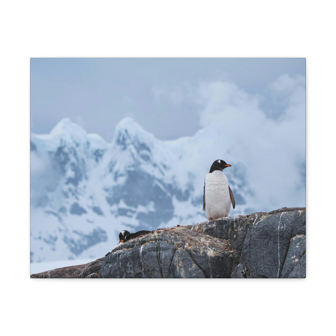 Poised Penguin - Canvas