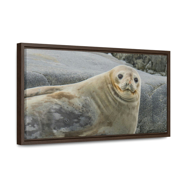 Weddell Smile - Canvas with Frame