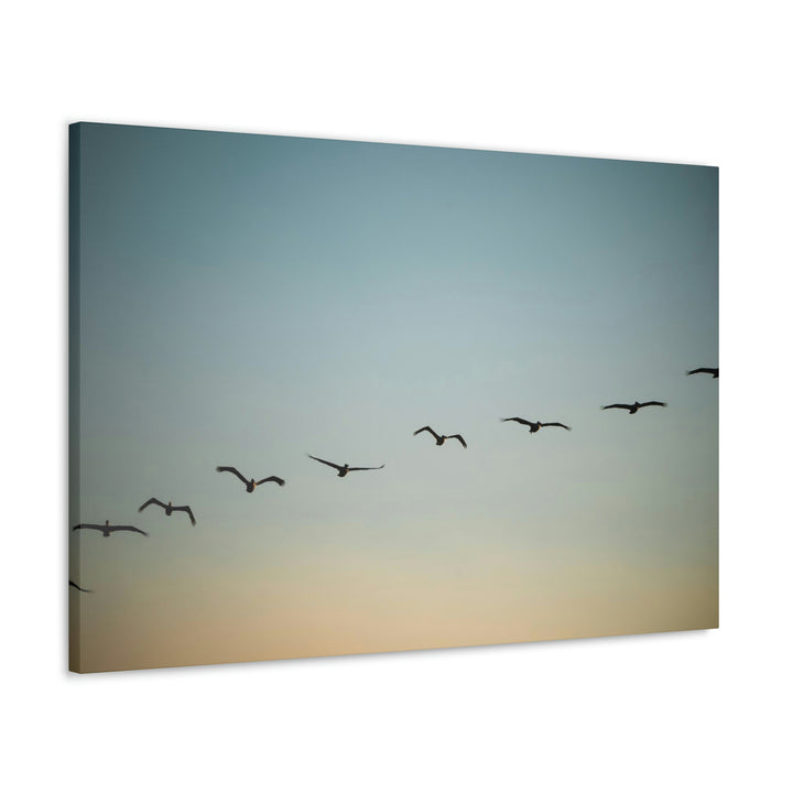 Brown Pelicans in Flight - Canvas