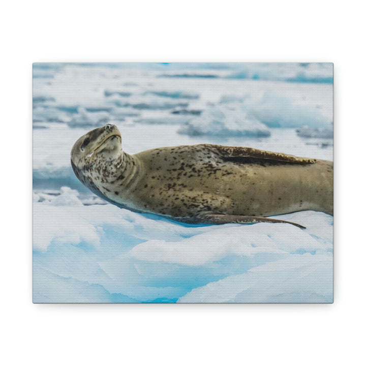 Leopard Seal Relaxing - Canvas