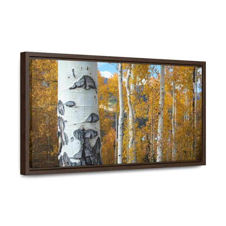 Aspens Changing - Canvas with Frame