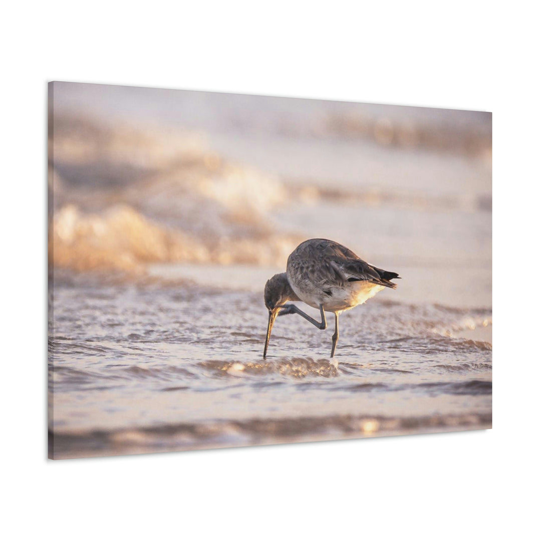 Willet Itch - Canvas