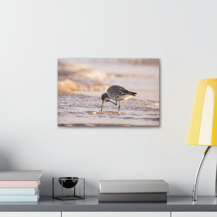 Willet Itch - Canvas