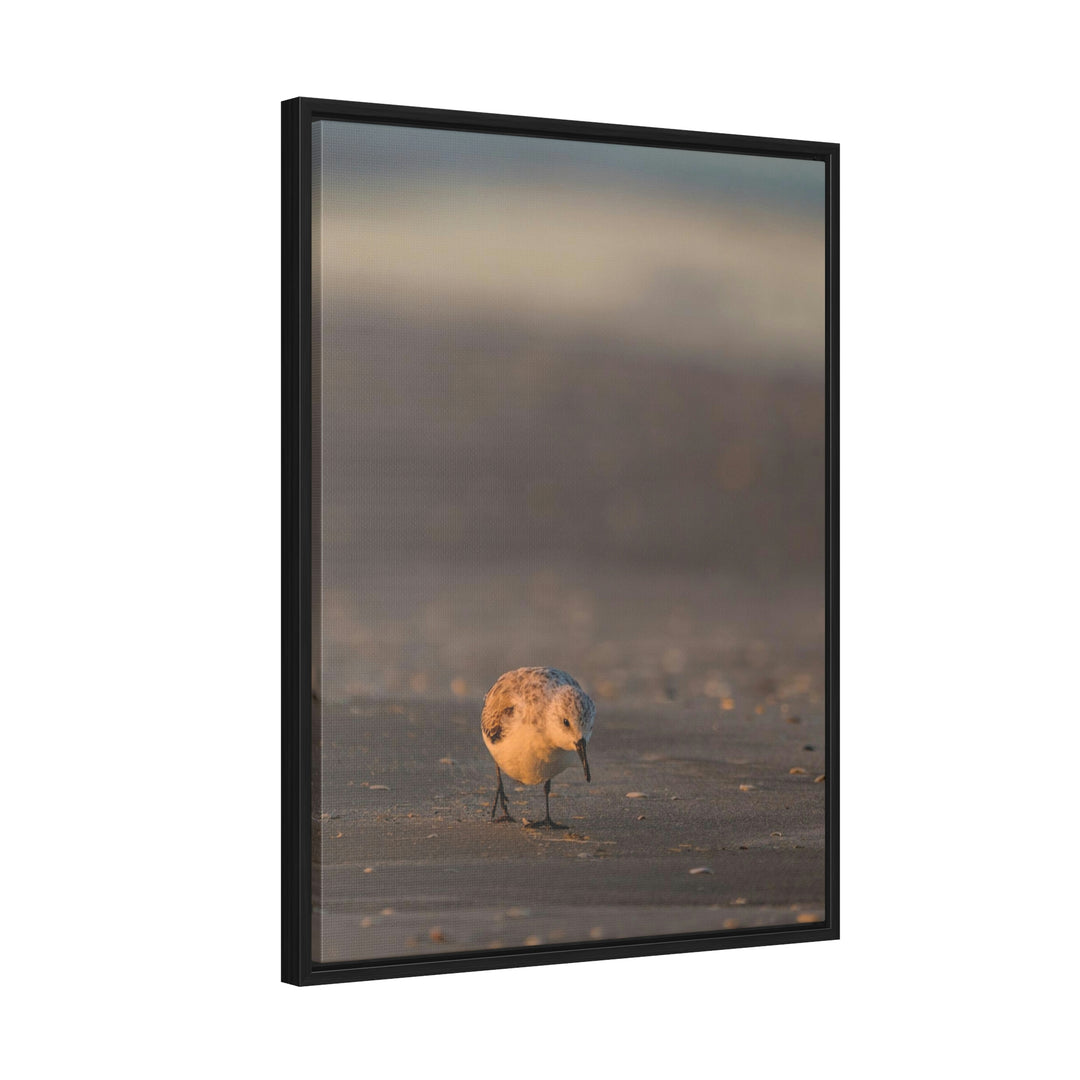 Feeding Sanderling - Canvas with Frame