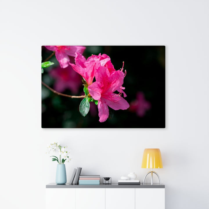 Standout Azalea - Canvas