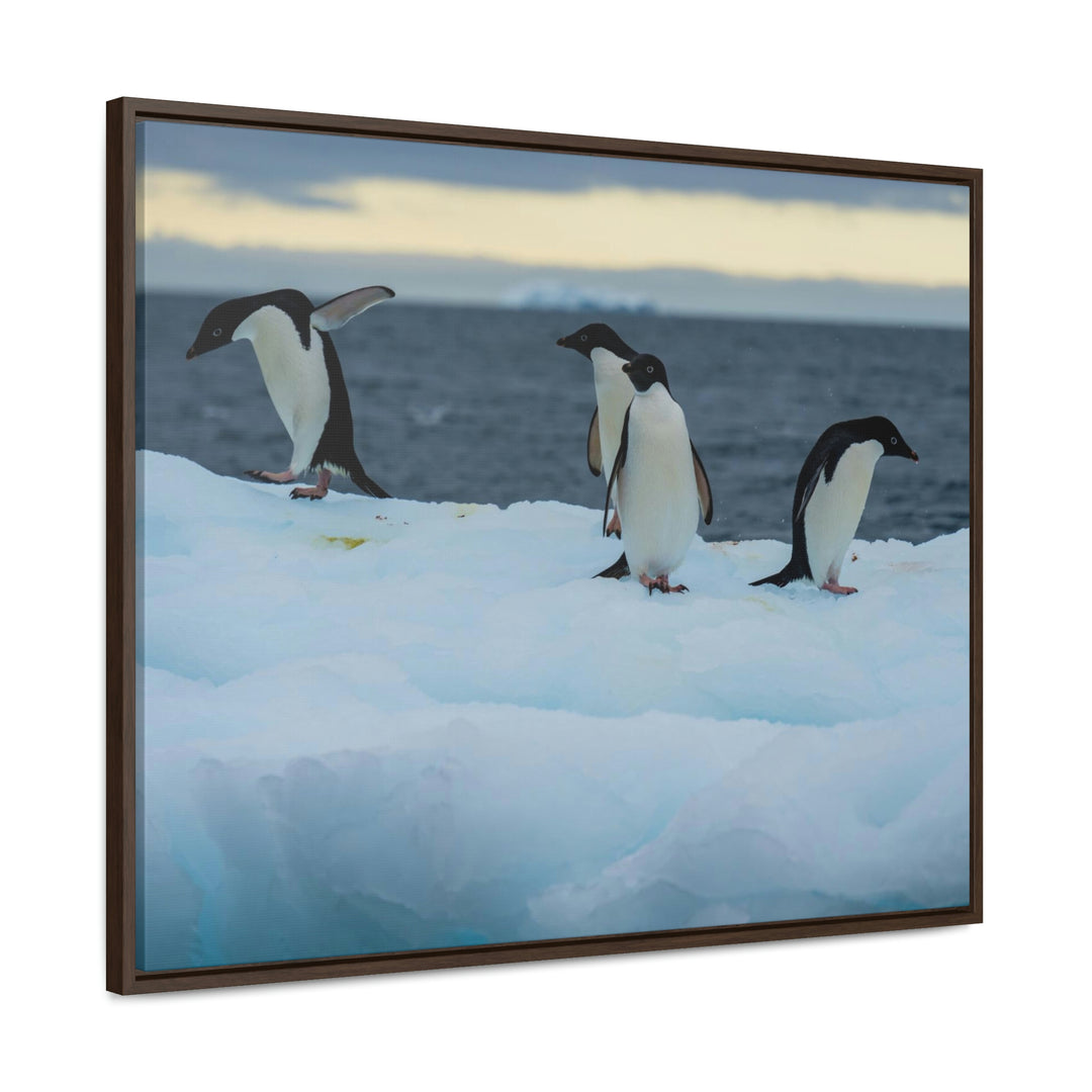 Penguin Dance - Canvas with Frame