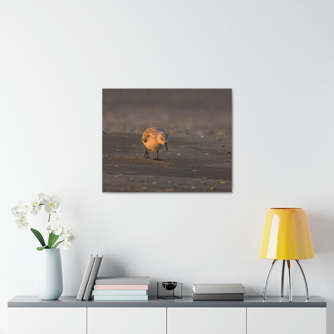 Feeding Sanderling - Canvas