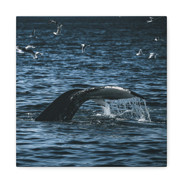 Feeding Tail - Canvas