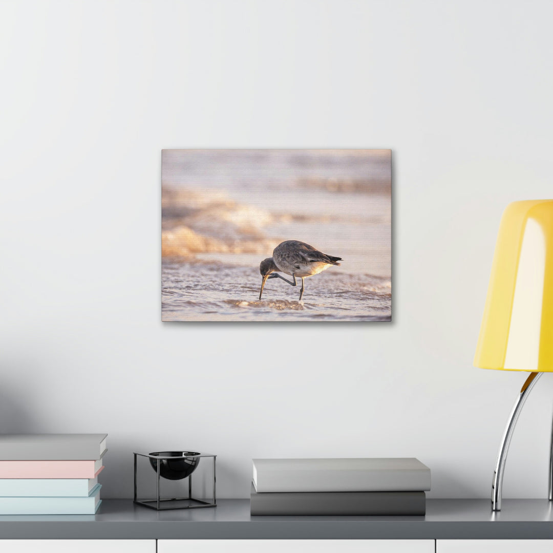 Willet Itch - Canvas