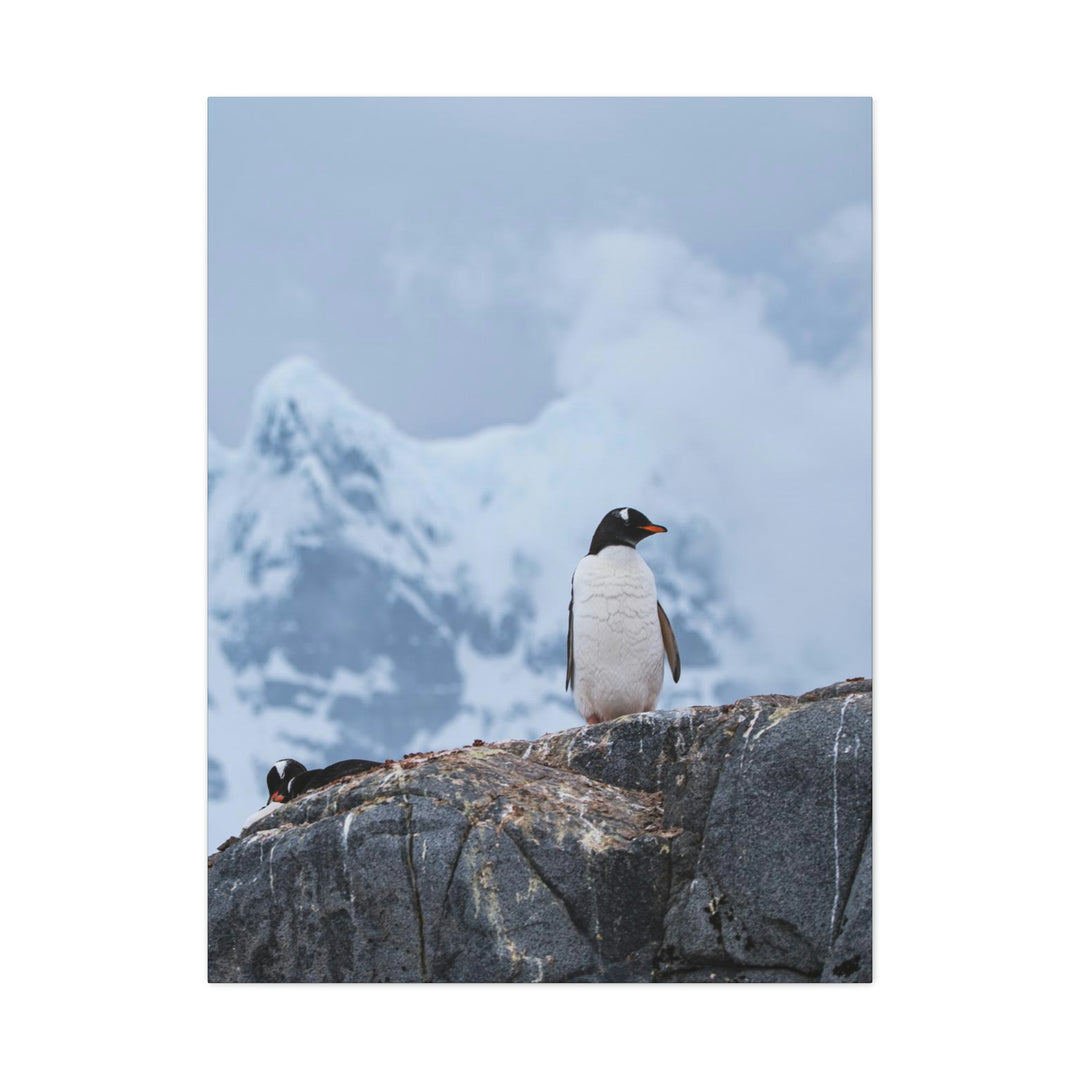 Poised Penguin - Canvas