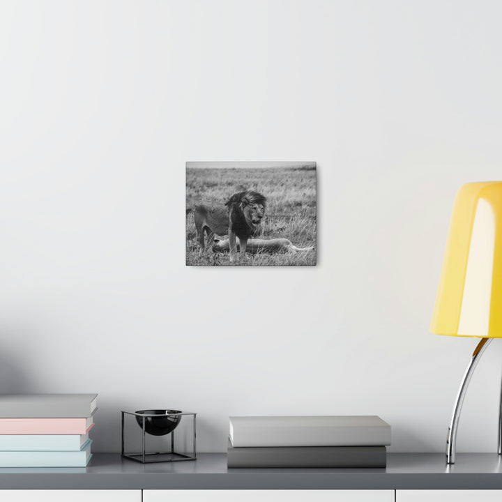 Mating Lions in Black and White - Canvas