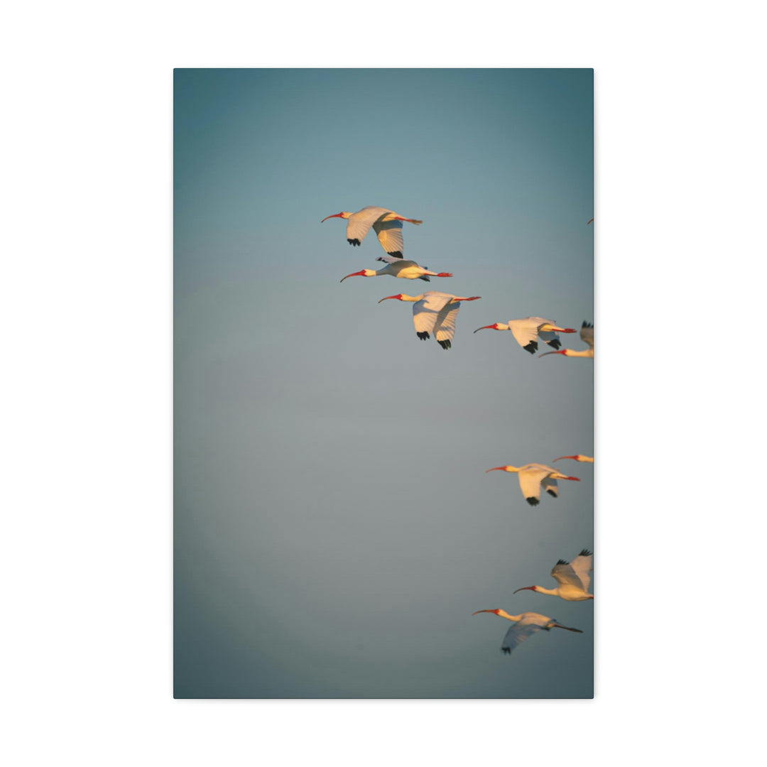 White Ibis in Flight - Canvas