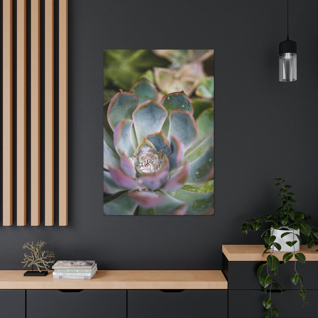 Stunning Succulent - Canvas