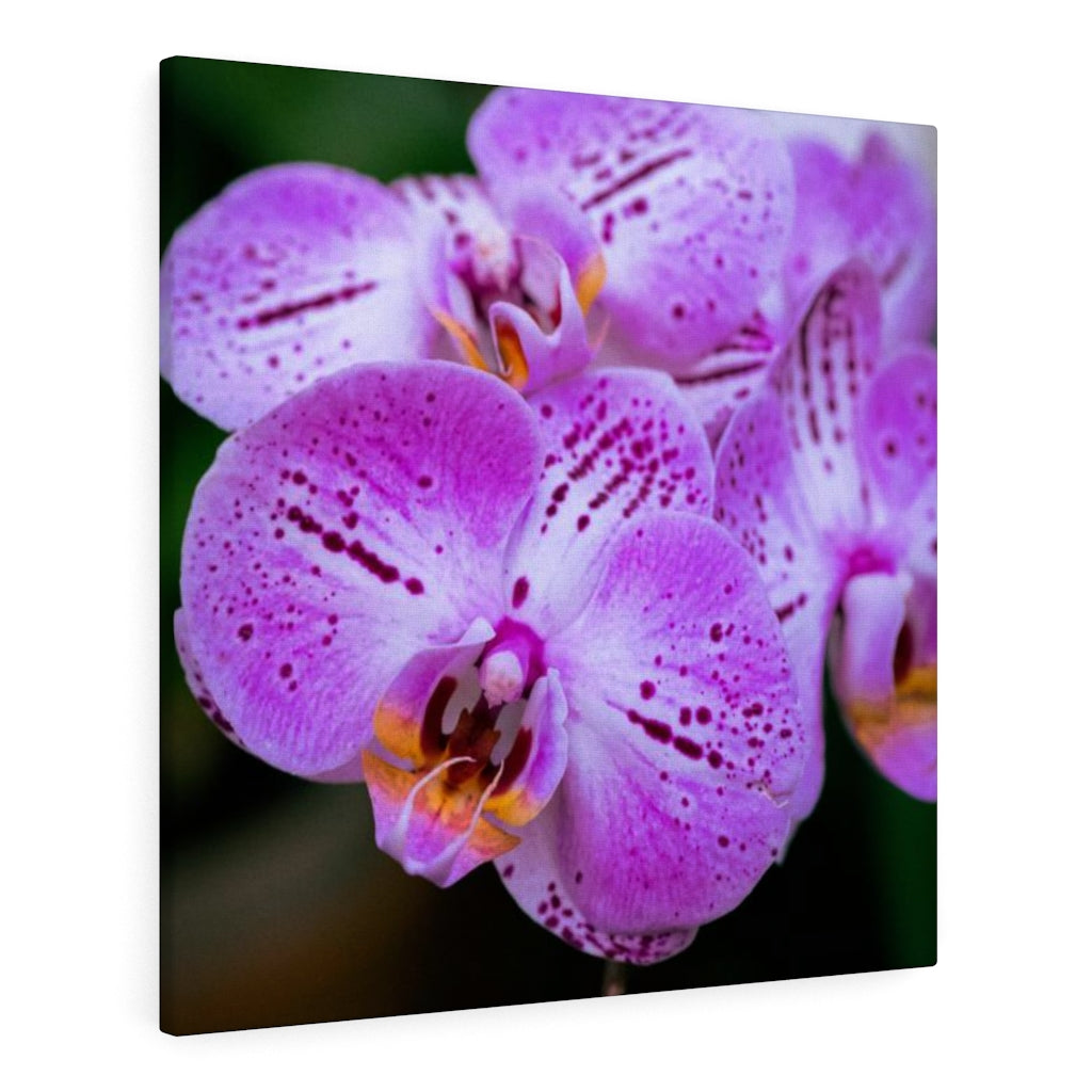 Orchid in Pink - Canvas