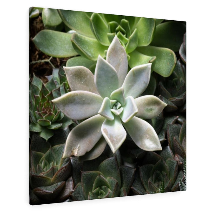 Succulent - Array - Canvas