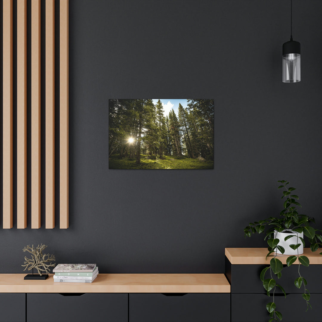 Forest Light - Canvas