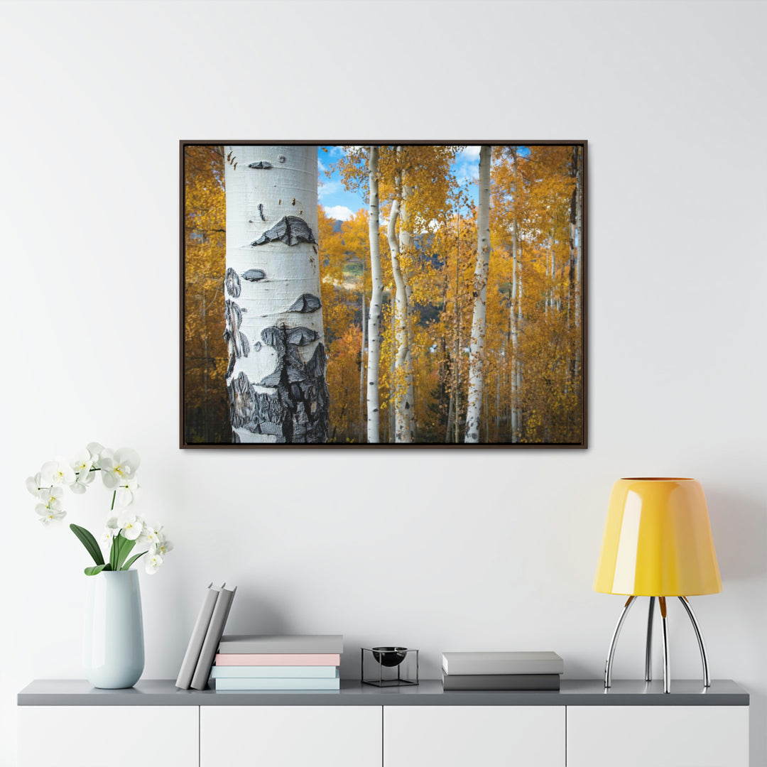 Aspens Changing - Canvas with Frame