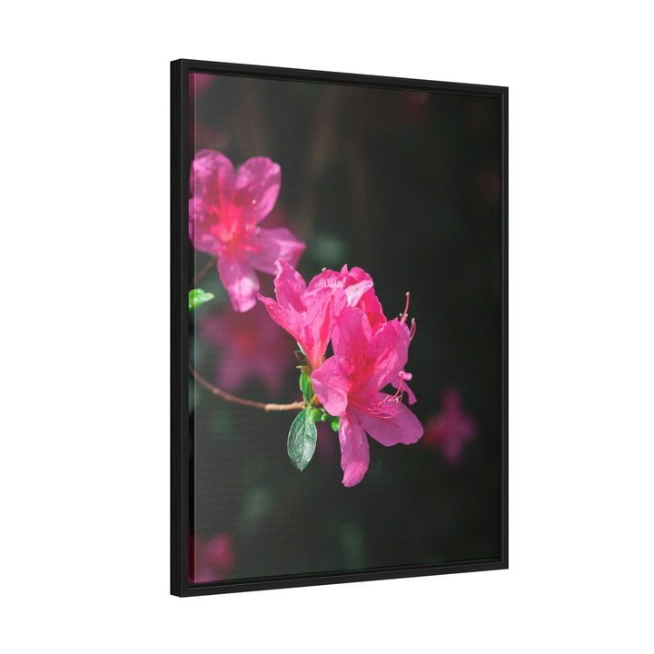 Standout Azalea - Canvas with Frame - Visiting This World