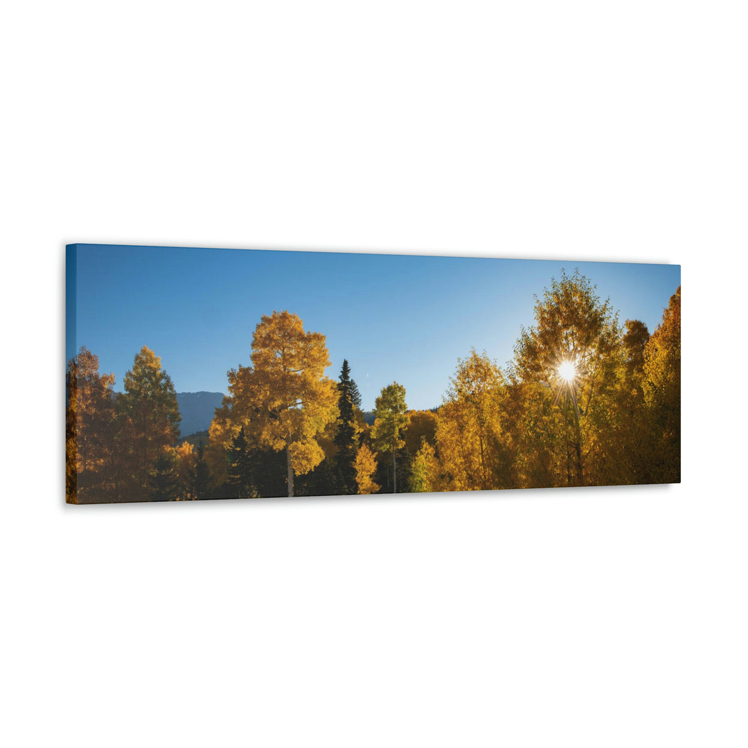 Sun Through the Aspens - Canvas