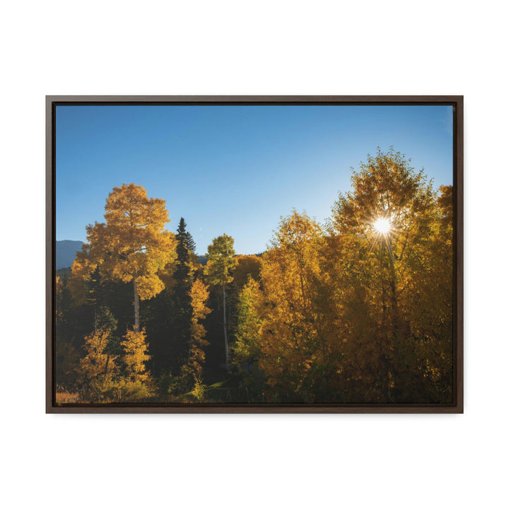 Sun Through the Aspens - Canvas with Frame