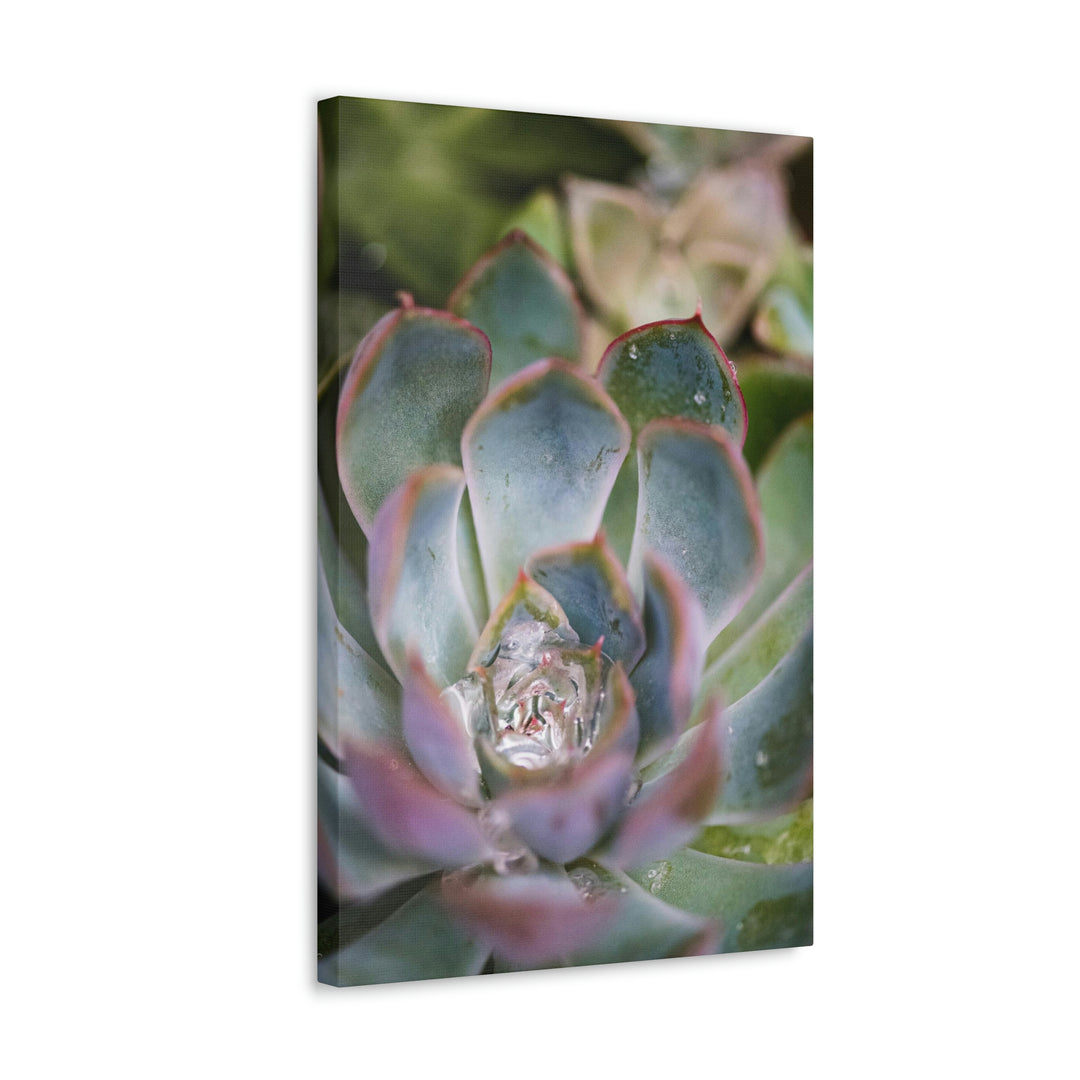 Stunning Succulent - Canvas