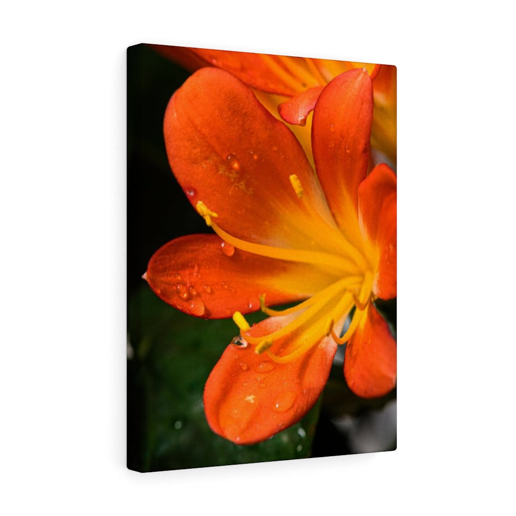 Bright Bush Lily - Canvas