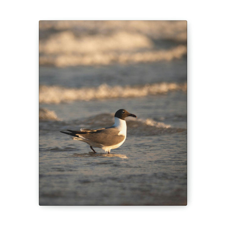 Laughing Gull in the Surf - Canvas