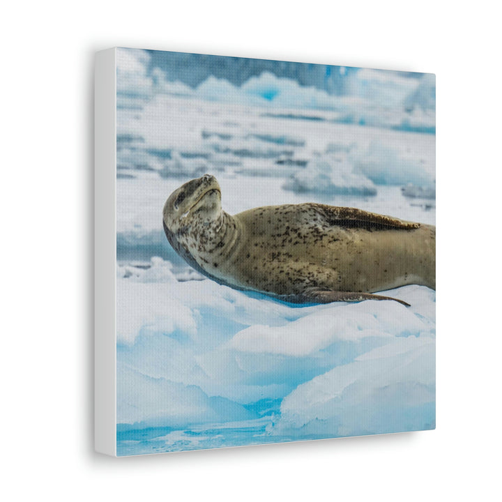 Leopard Seal Relaxing - Canvas