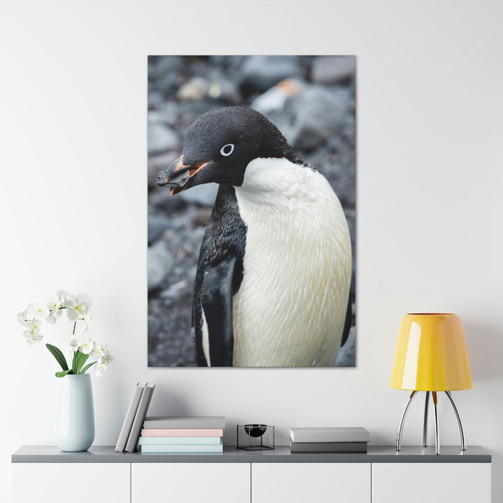 A Penguin's Pebble - Canvas