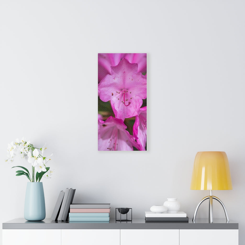 Soft Pinks - Canvas